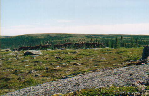 Herd-of-Caribou